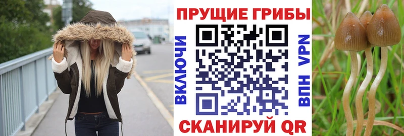 Купить где  Мичуринск  Галлюциногенные грибы мицелий 